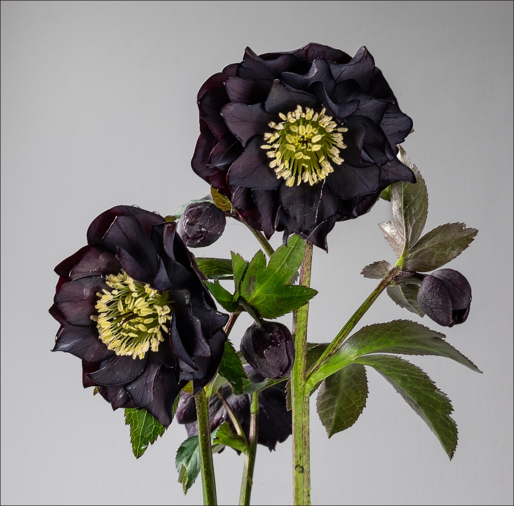 Black Hellebore